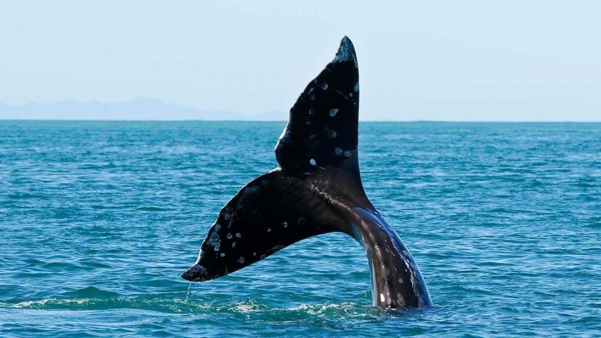 Whale tale coming out Resurrection Bay