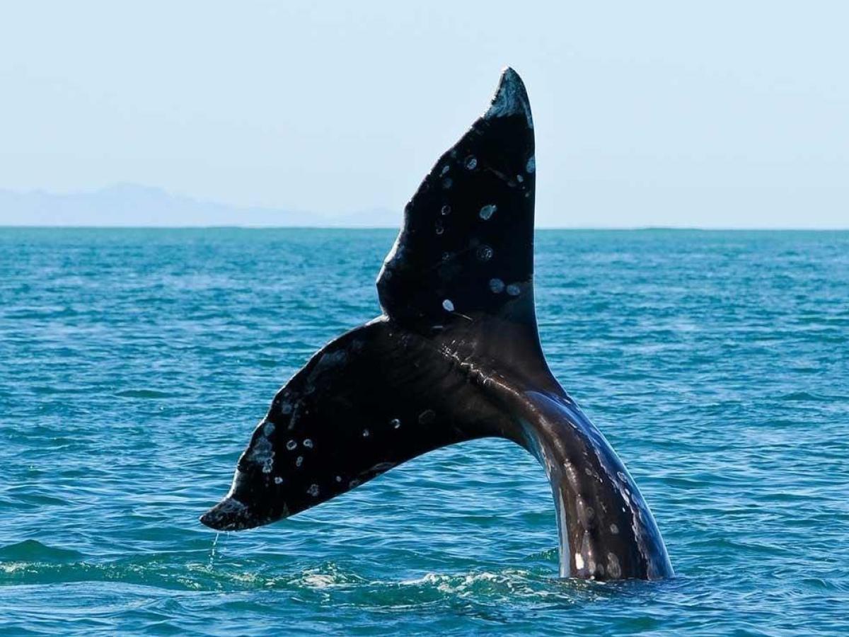 Whale tale coming out Resurrection Bay