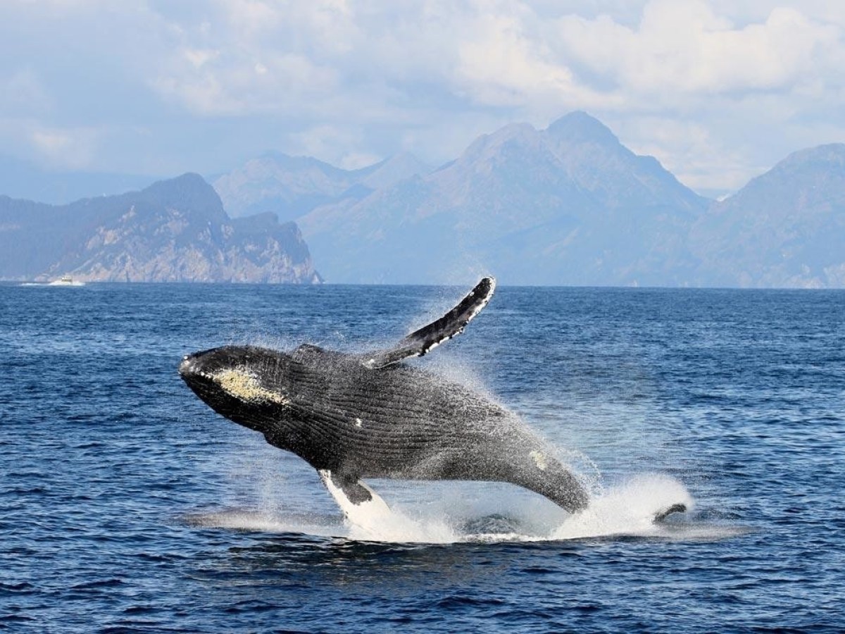 Whale jumping out of the water in Resurrection Bay