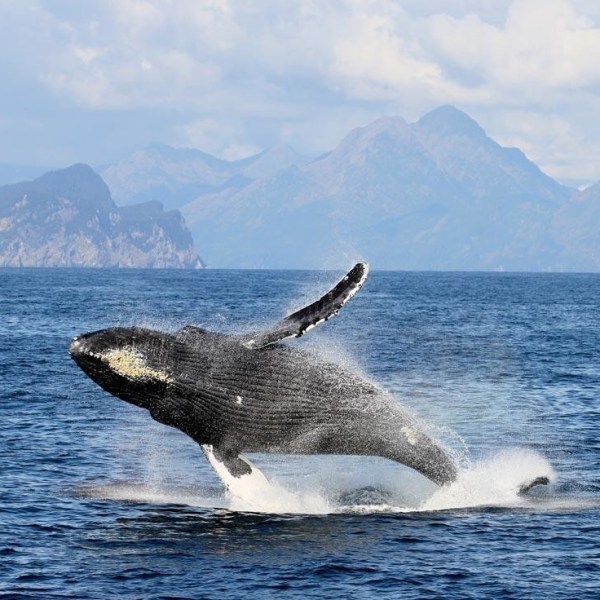 Whale jumping out of the water in Resurrection Bay