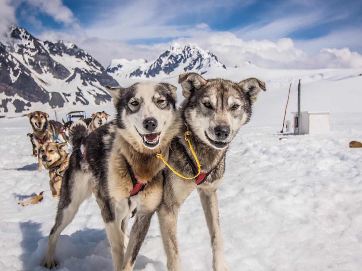 Seward Helicopter Tours - Godwin Glacier Dog Sled Tours