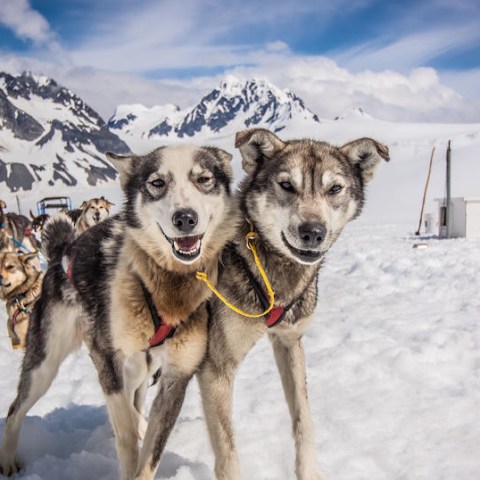 Seward Helicopter Tours - Godwin Glacier Dog Sled Tours
