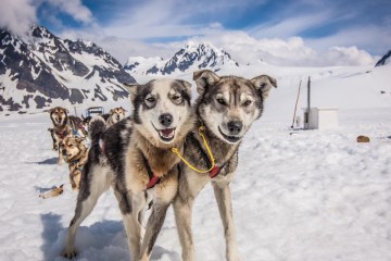 Seward Helicopter Tours - Godwin Glacier Dog Sled Tours