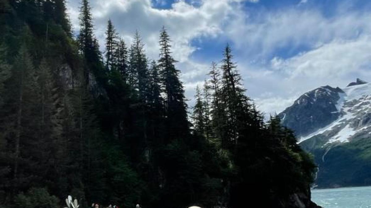 a herd of sheep standing on top of a lush green hillside