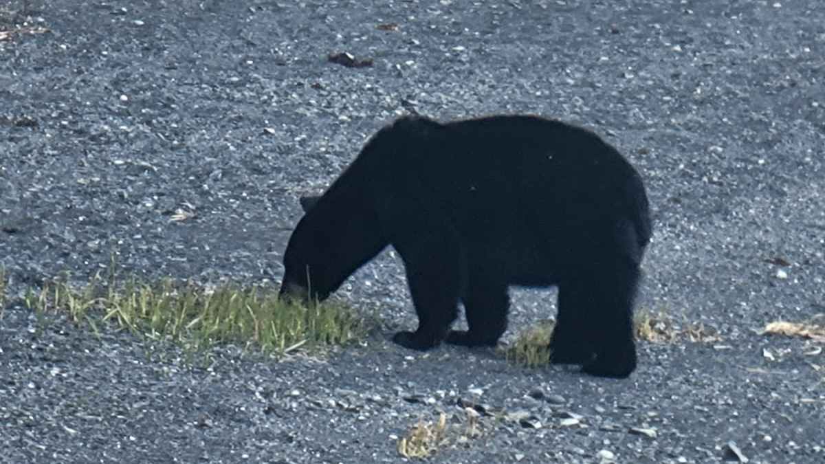 Black bear on rocky ground, sniffing grass near a woodpile.