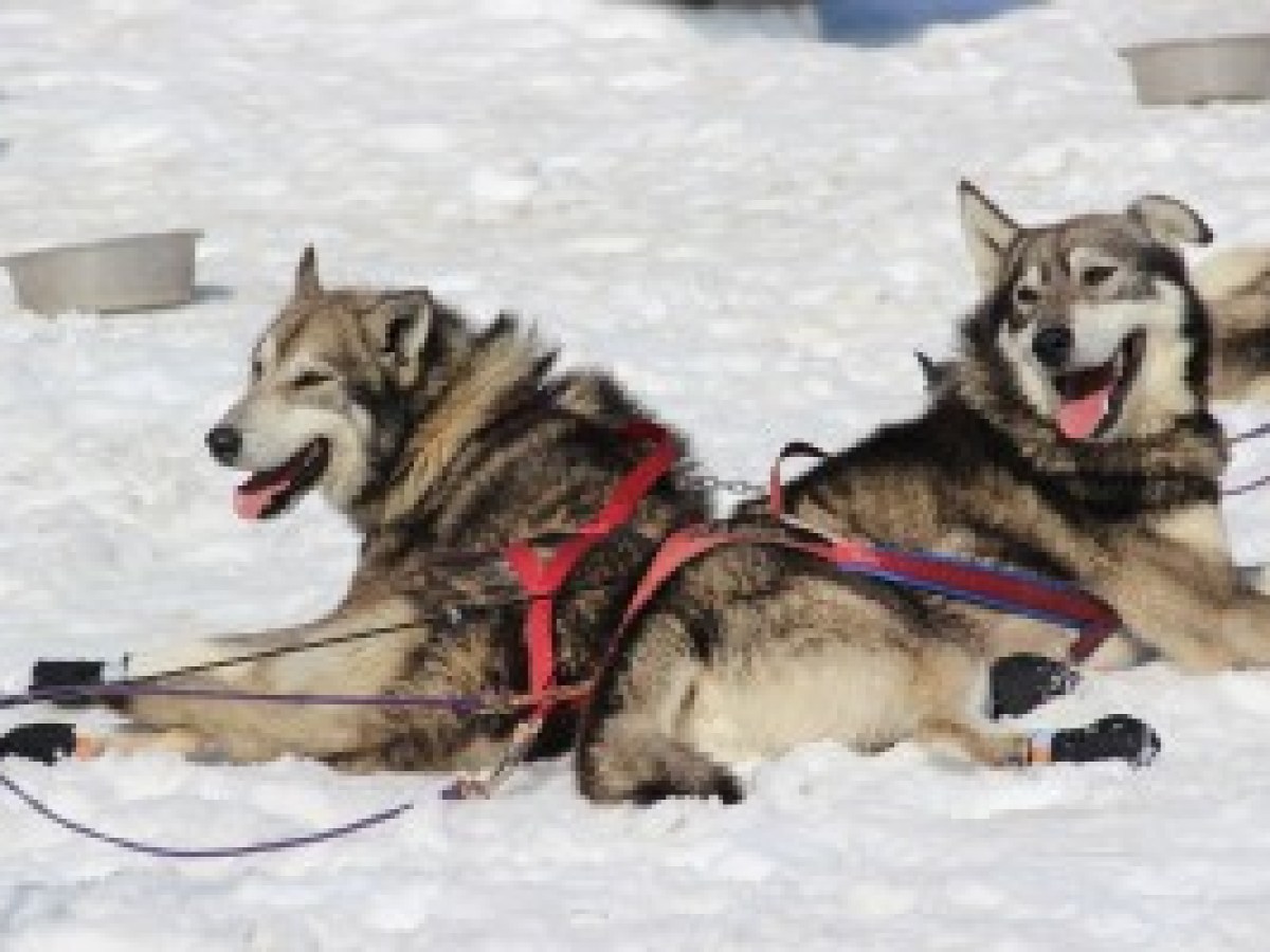 Glacier Dog Sledding - Seward Helicopters