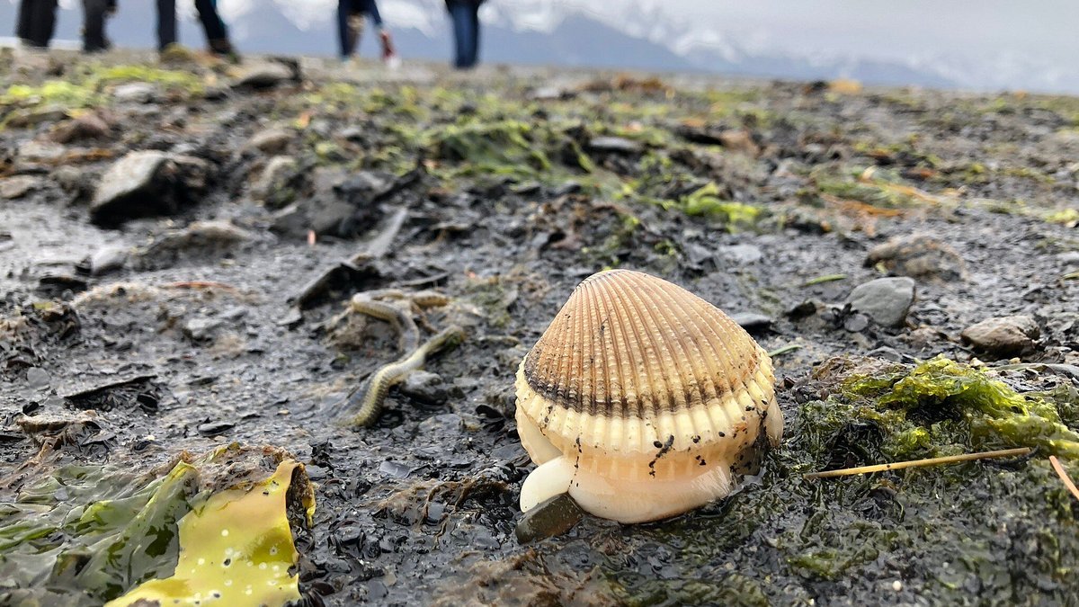 Close-up of a seashell on a wet, rocky beach with blurred hikers in the background.