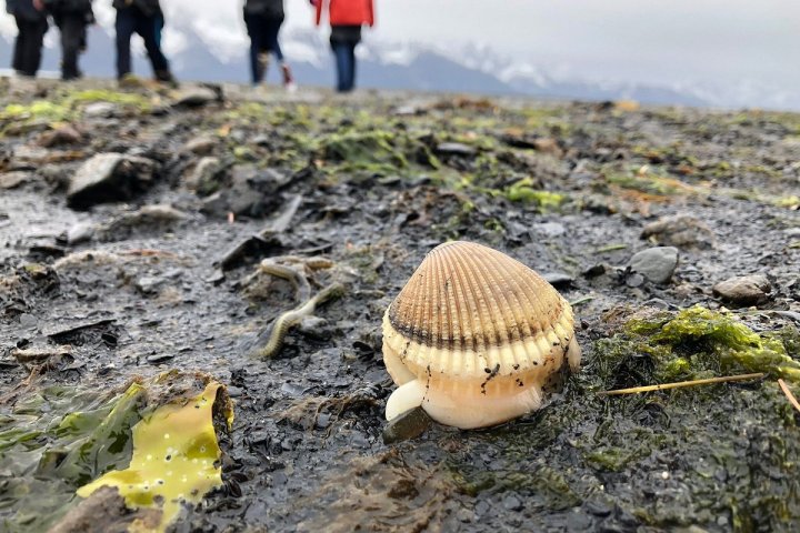Close-up of a seashell on a wet, rocky beach with blurred hikers in the background.