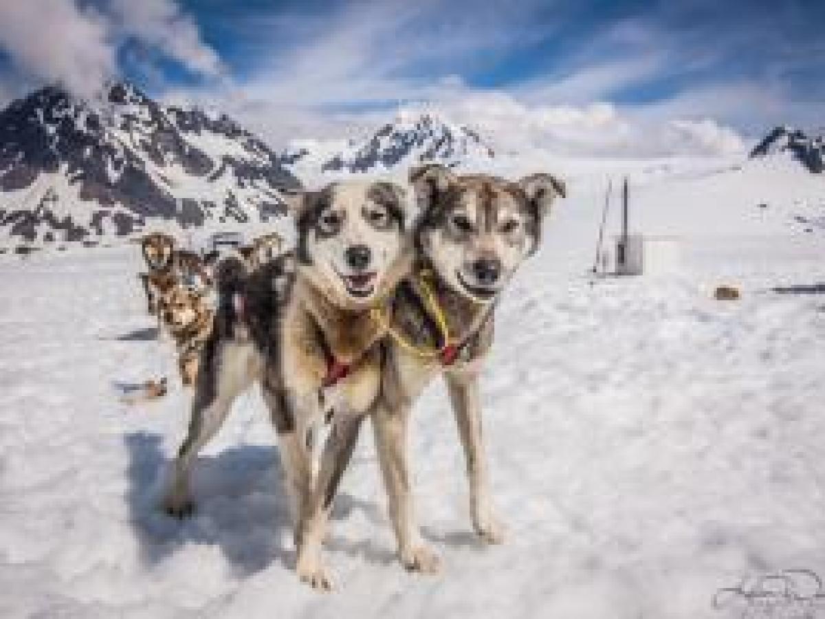 Glacier Dog Sledding - Seward Helicopters
