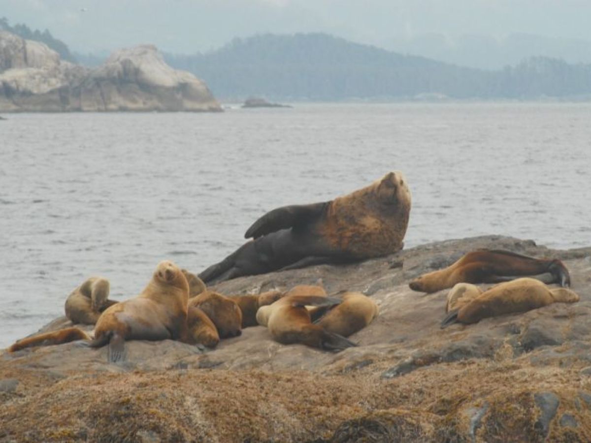 Sealions basking on land near Seward