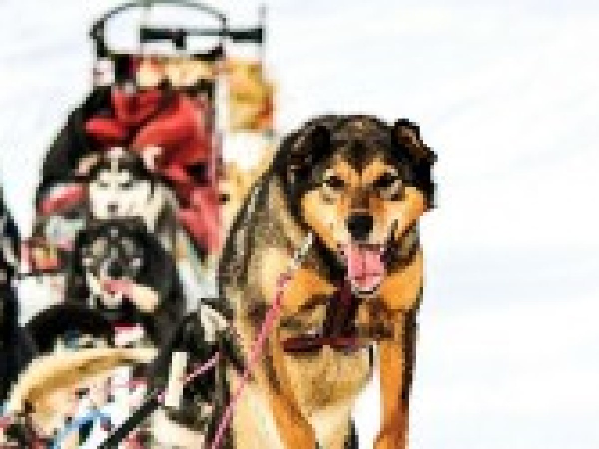 Glacier Dog Sledding - Seward Helicopters