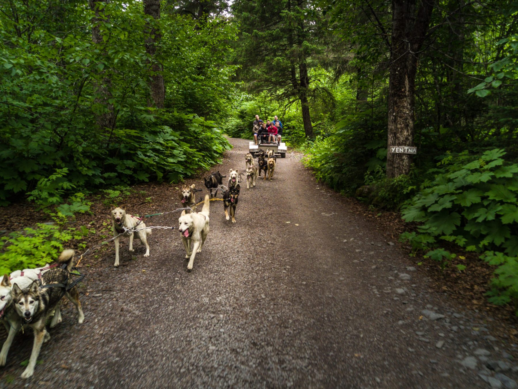 Dogsledding -- Seavey's IdidaRide
