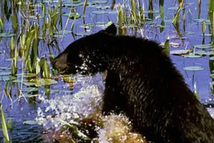 a bear playing in the water in Seward Alaska