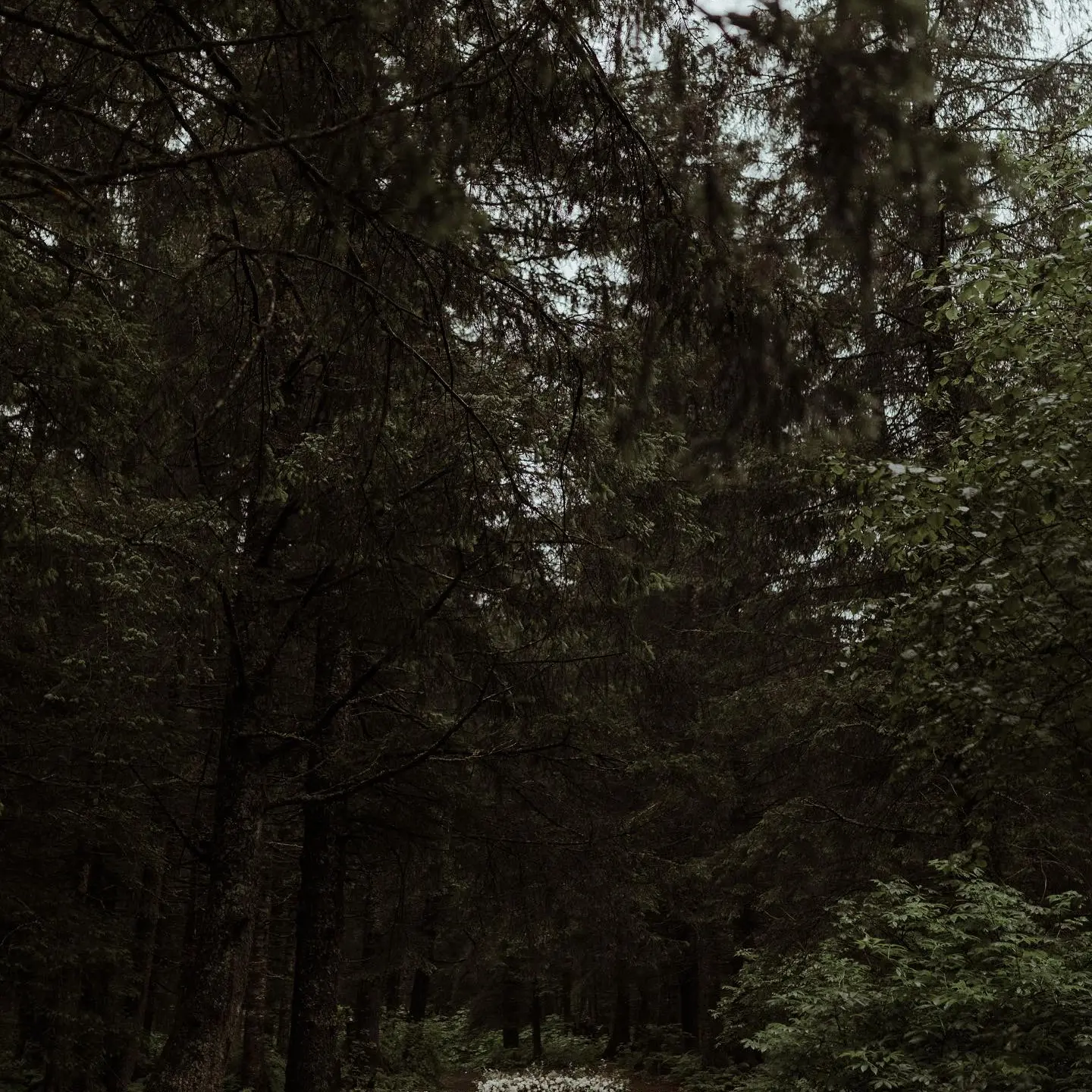 Outdoor forest wedding setup with chairs and aisle surrounded by tall trees.