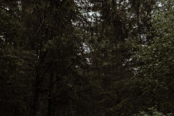 Outdoor forest wedding setup with chairs and aisle surrounded by tall trees.