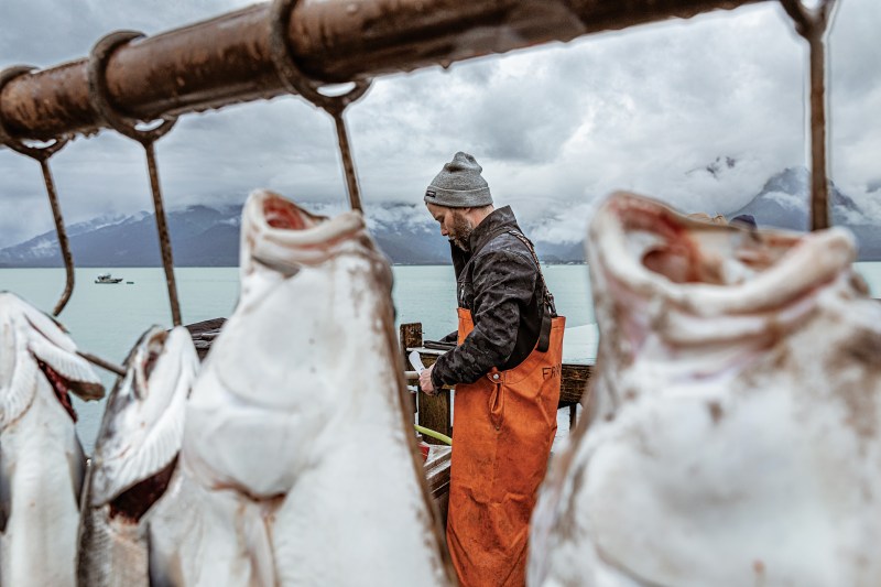 Fish hanging on the line while a deckhand fillets at Miller's Landing in Seward, AK