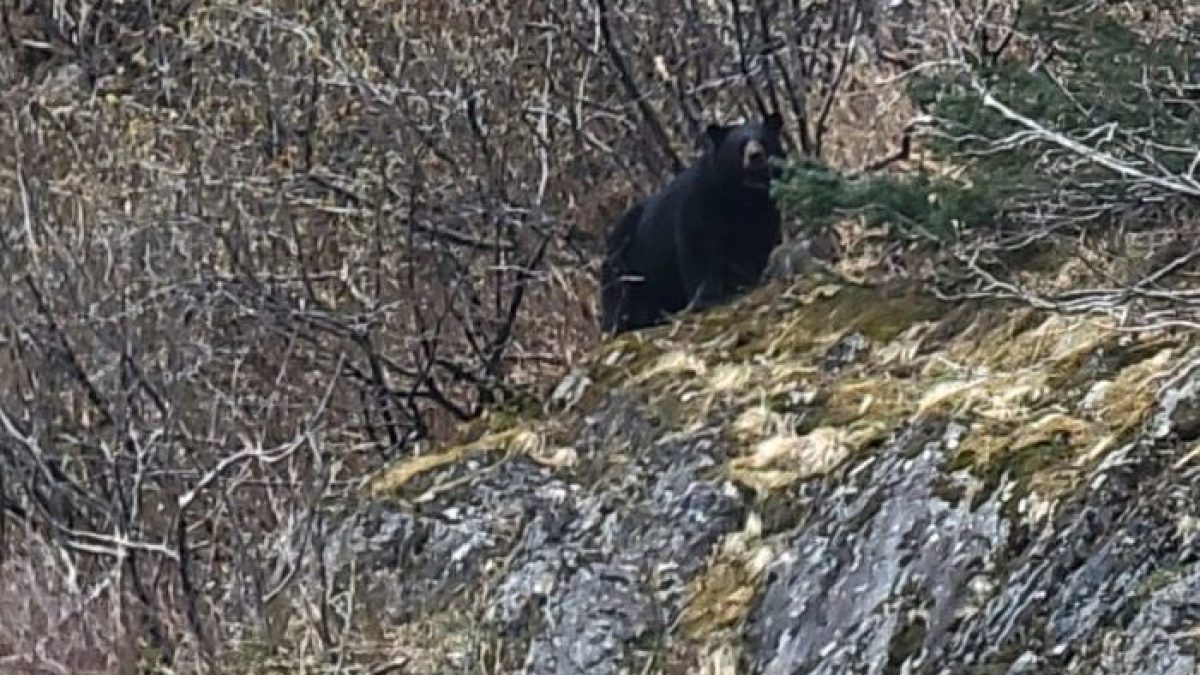 a brown bear standing on top of a grass covered field