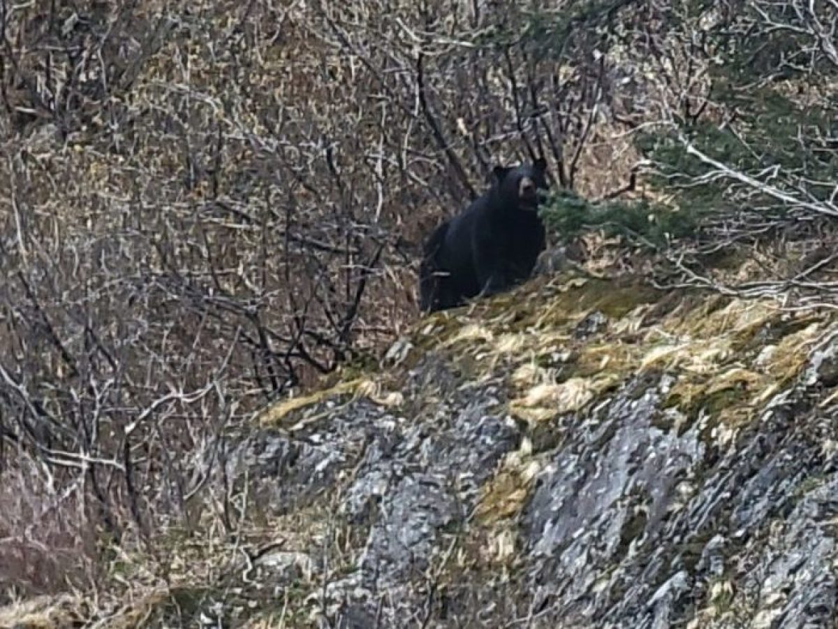 a brown bear standing on top of a grass covered field