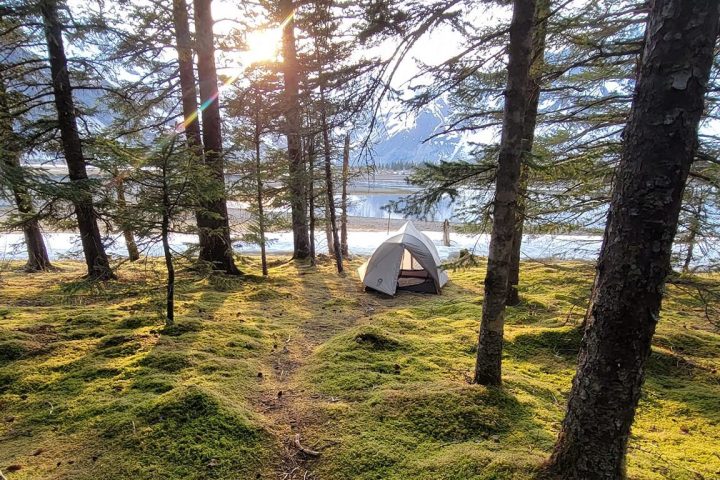 a tree in the middle of a field