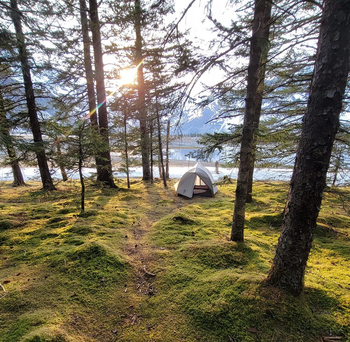 a tree in the middle of a field