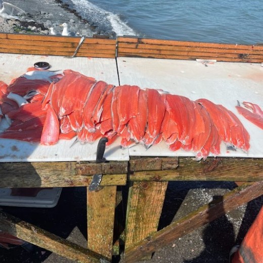 all the salmon caught after a day of shore fishing, cleaned and made fillets