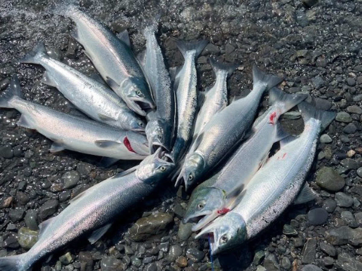 a close up of a fish