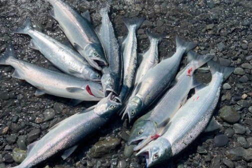 a close up of a fish