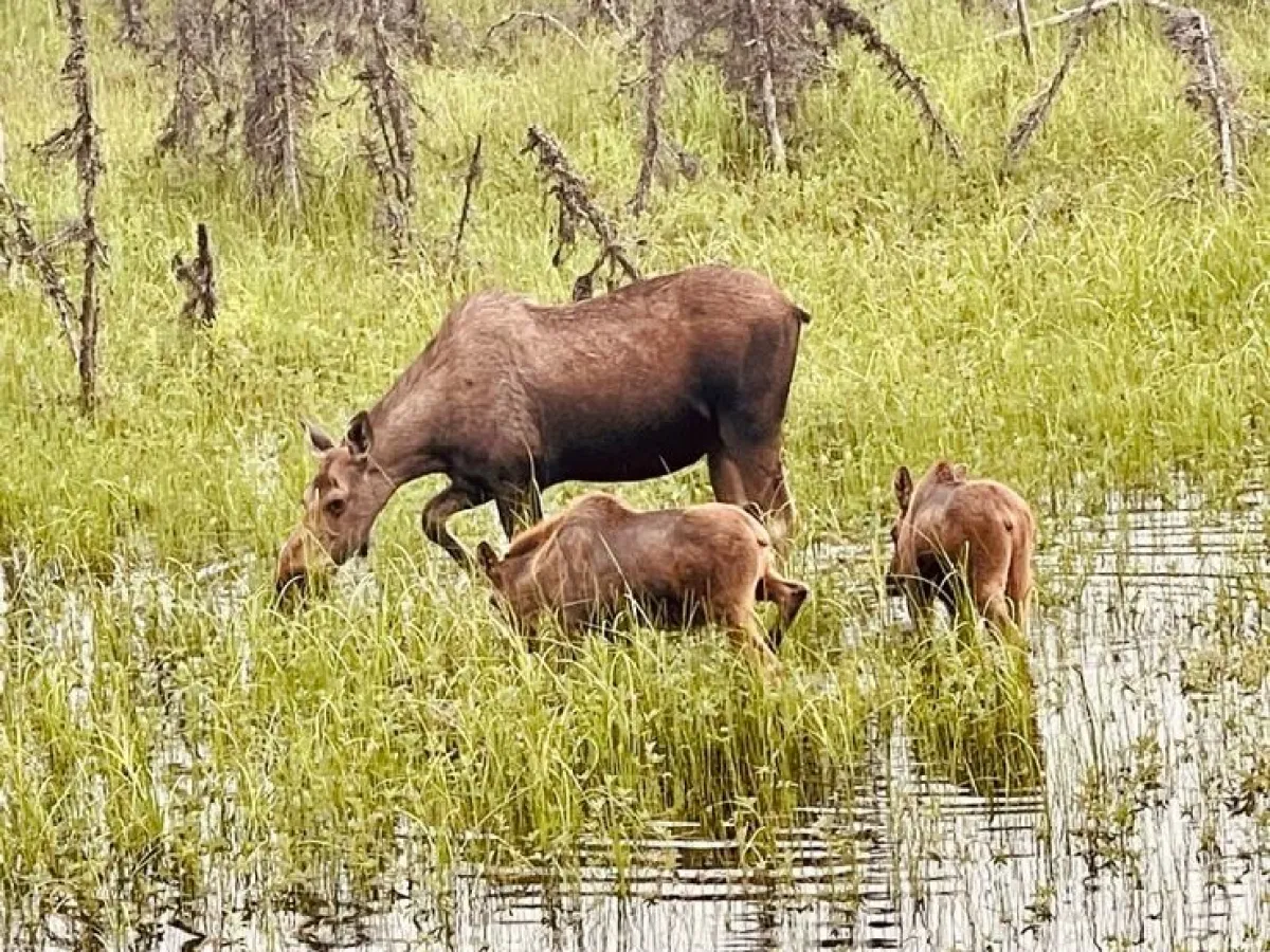 a brown cow standing on top of a grass covered field