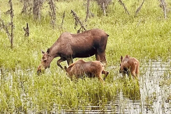 a brown cow standing on top of a grass covered field