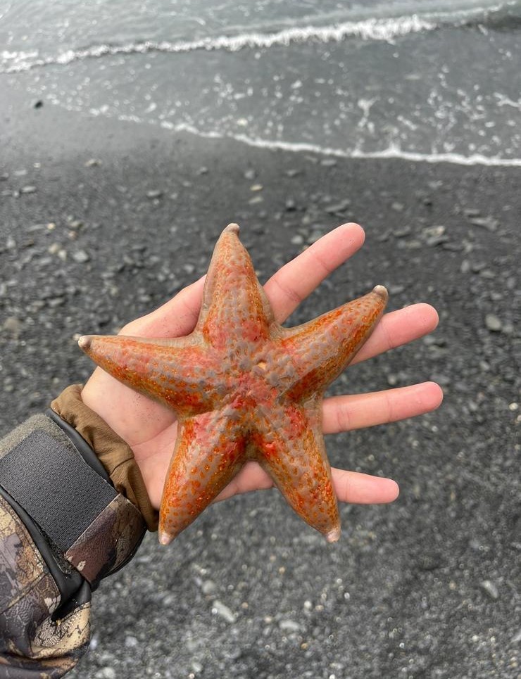 a starfish on a beach