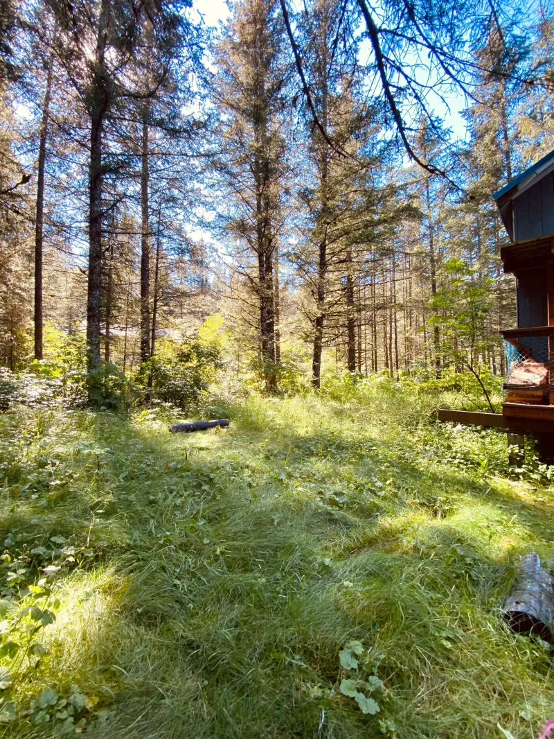 a tree in the middle of a forest