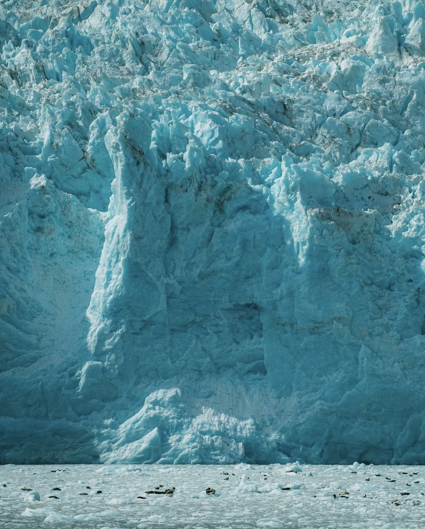 a flock of birds standing on top of a mountain