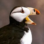 a bird sitting on top of each other