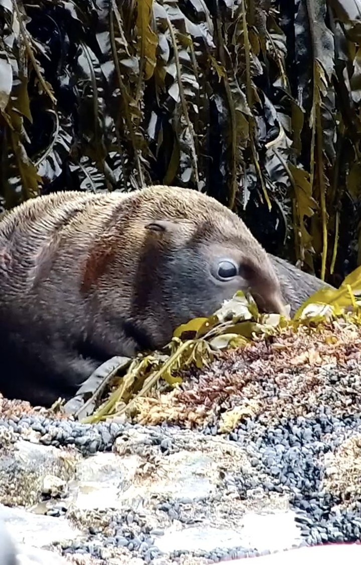 a close up of a bird