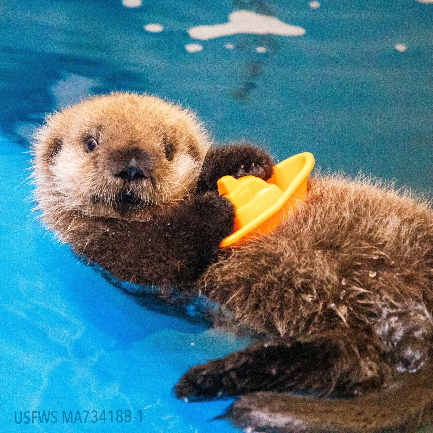 A sea otter in Seward Alaska Sealife Center