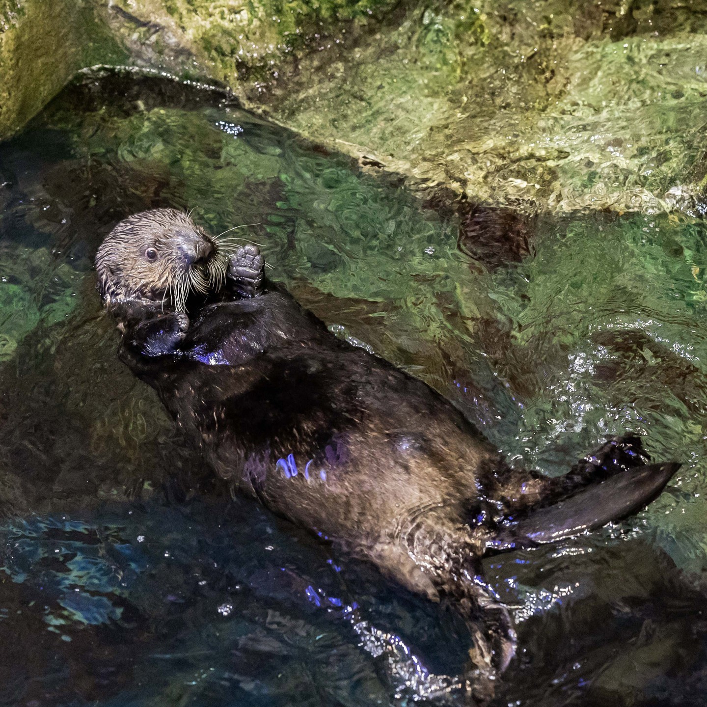 a bear swimming in a pool of water