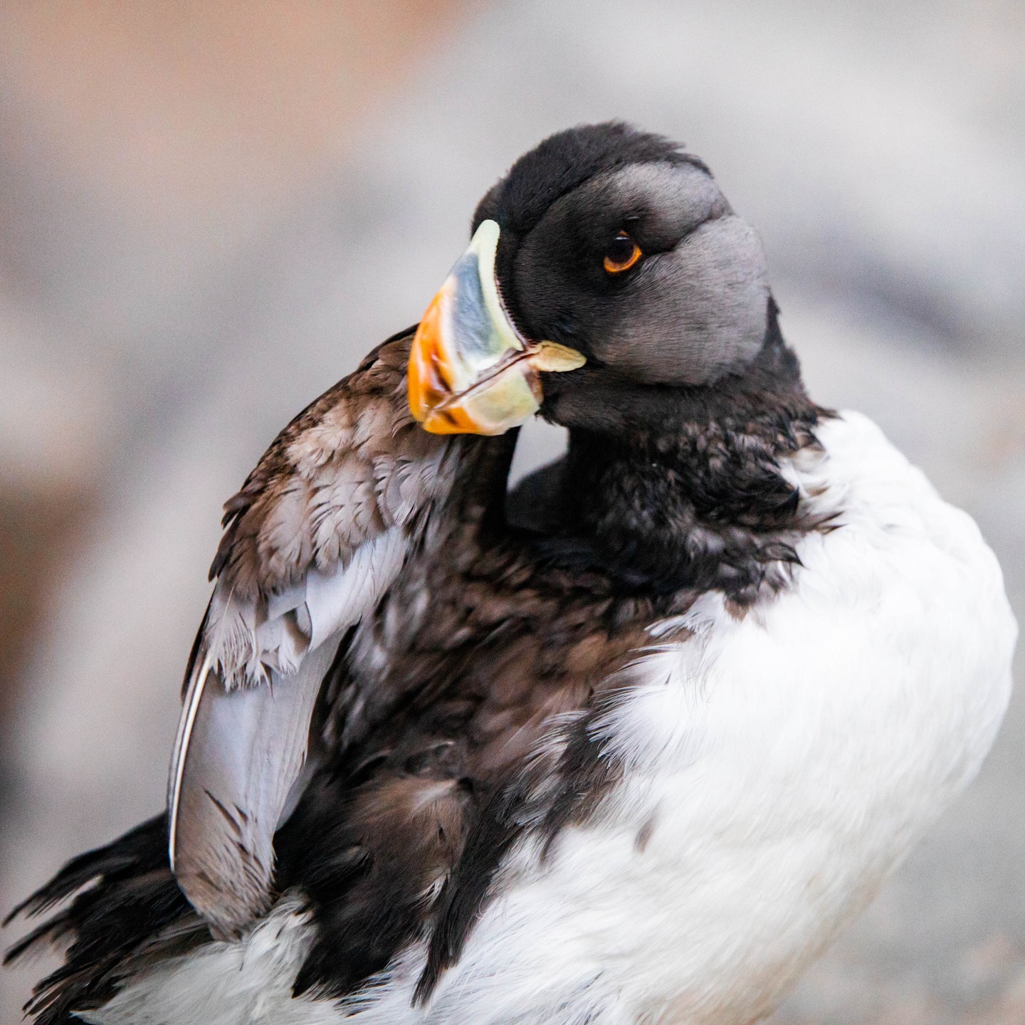 a close up of a bird