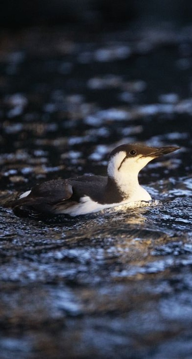 a bird swimming in water