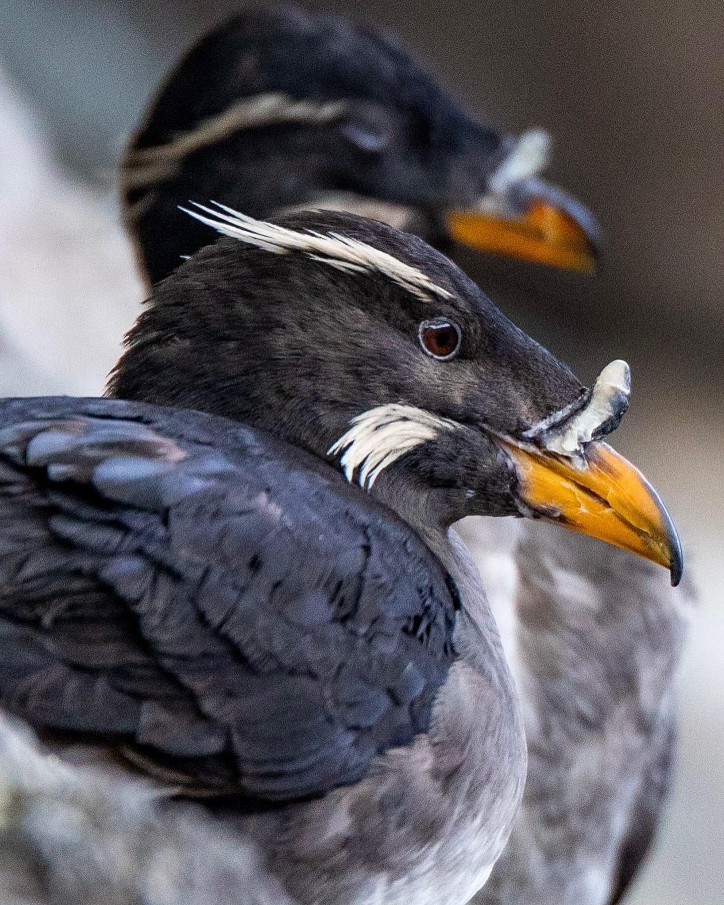a close up of a bird
