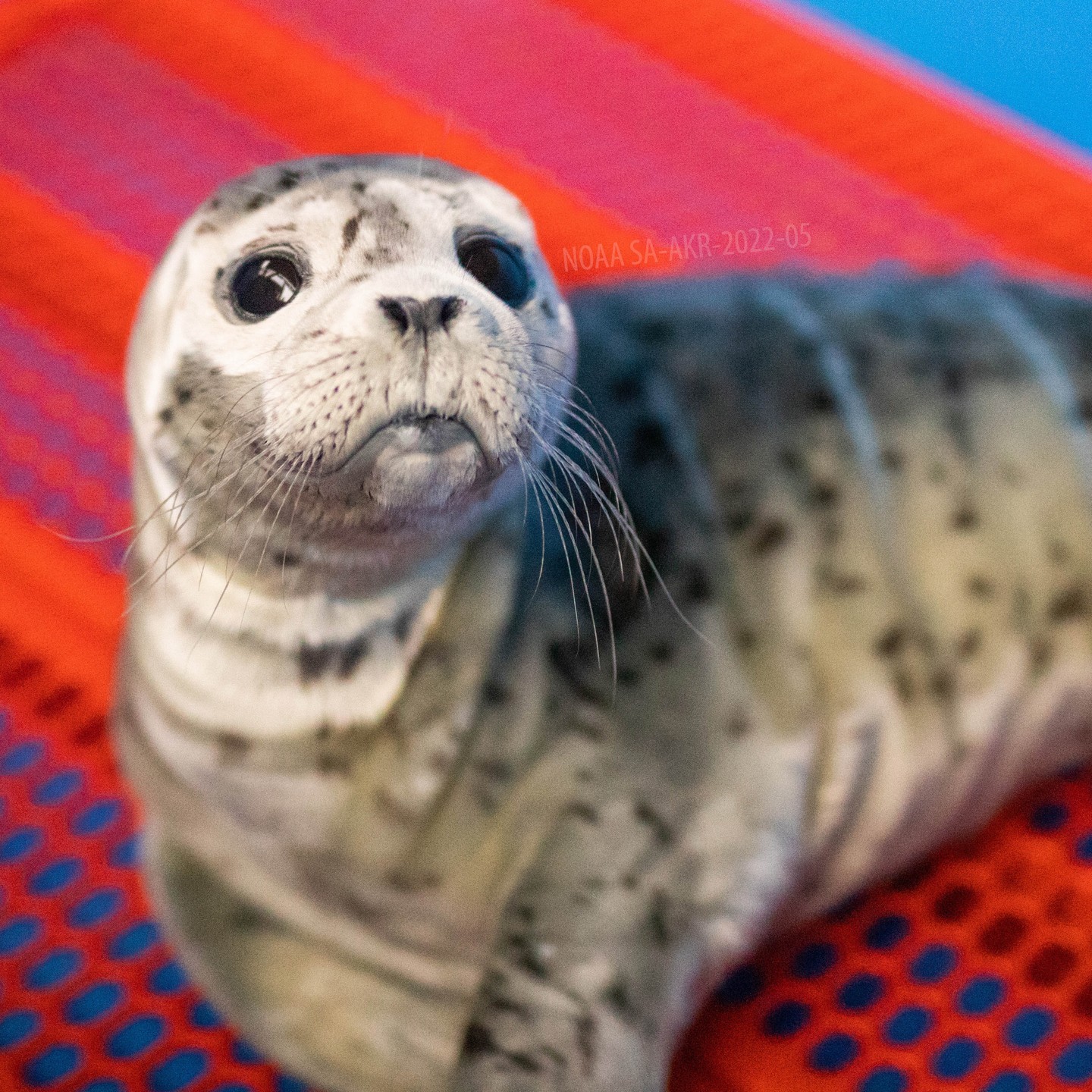 a close up of an animal