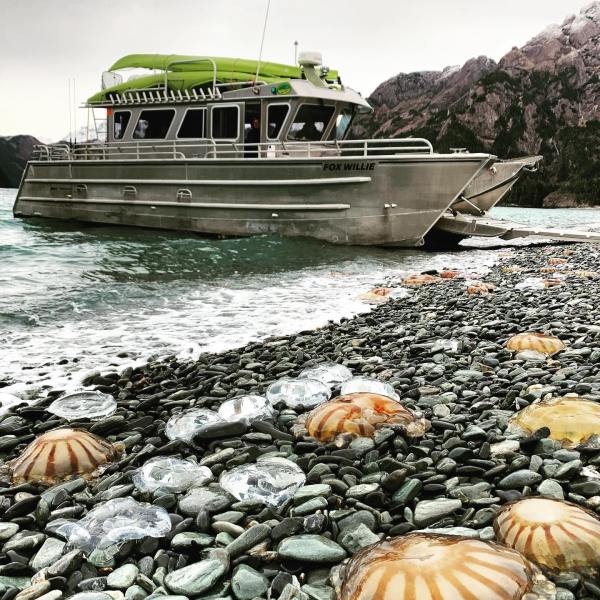 Millers Landing charter and taxi with Jelly Fish