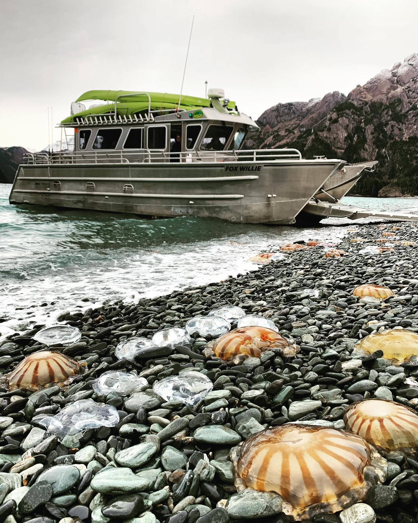 Millers Landing charter and taxi with Jelly Fish