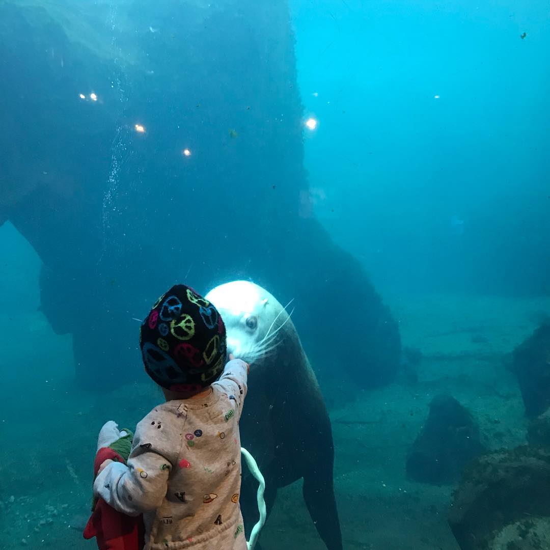 a group of stuffed animals swimming in water