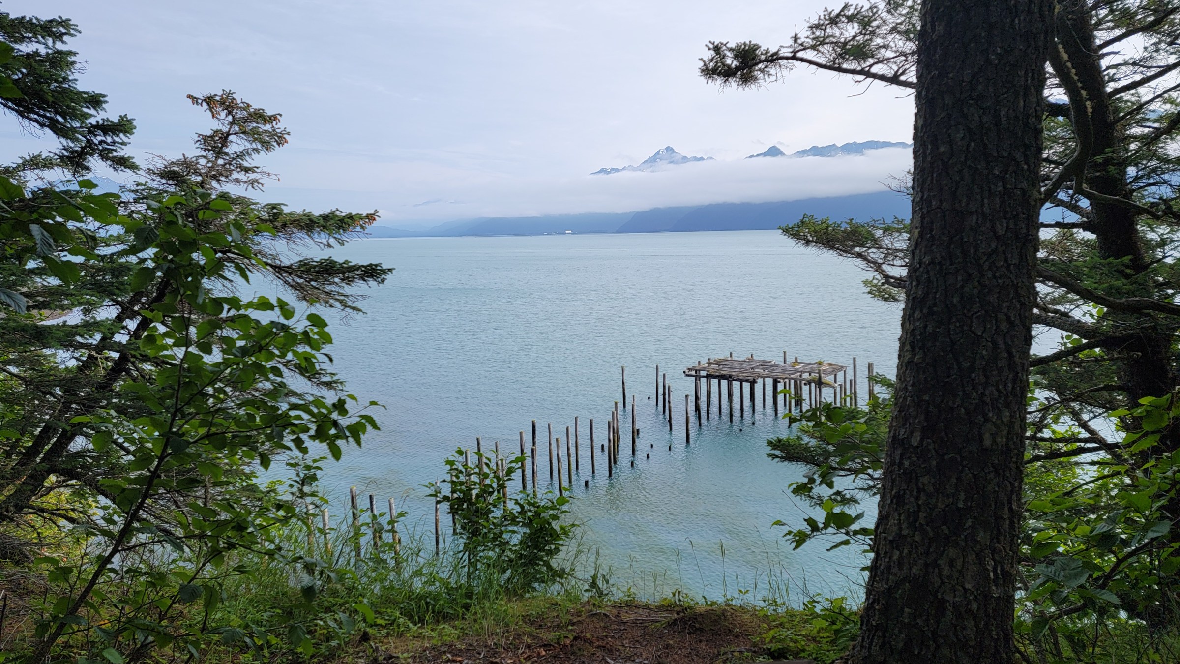 a tree next to a body of water