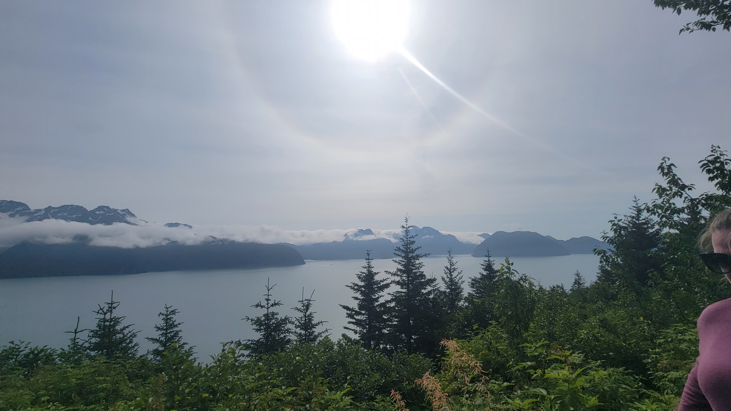 a tree next to a body of water