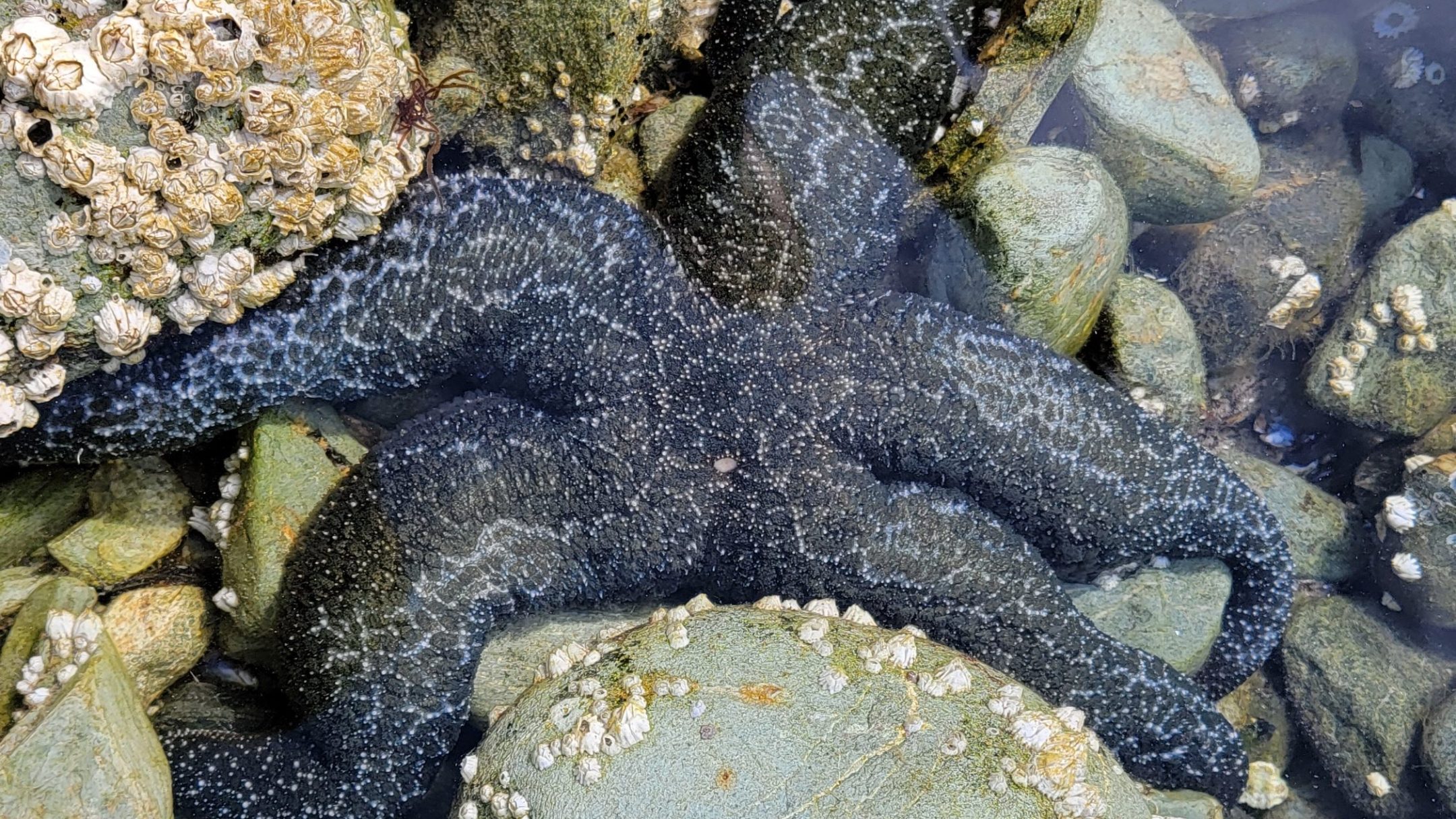 a pile of stuffed animals sitting on a rock
