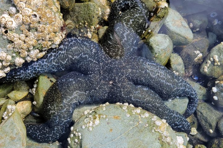 a pile of stuffed animals sitting on a rock