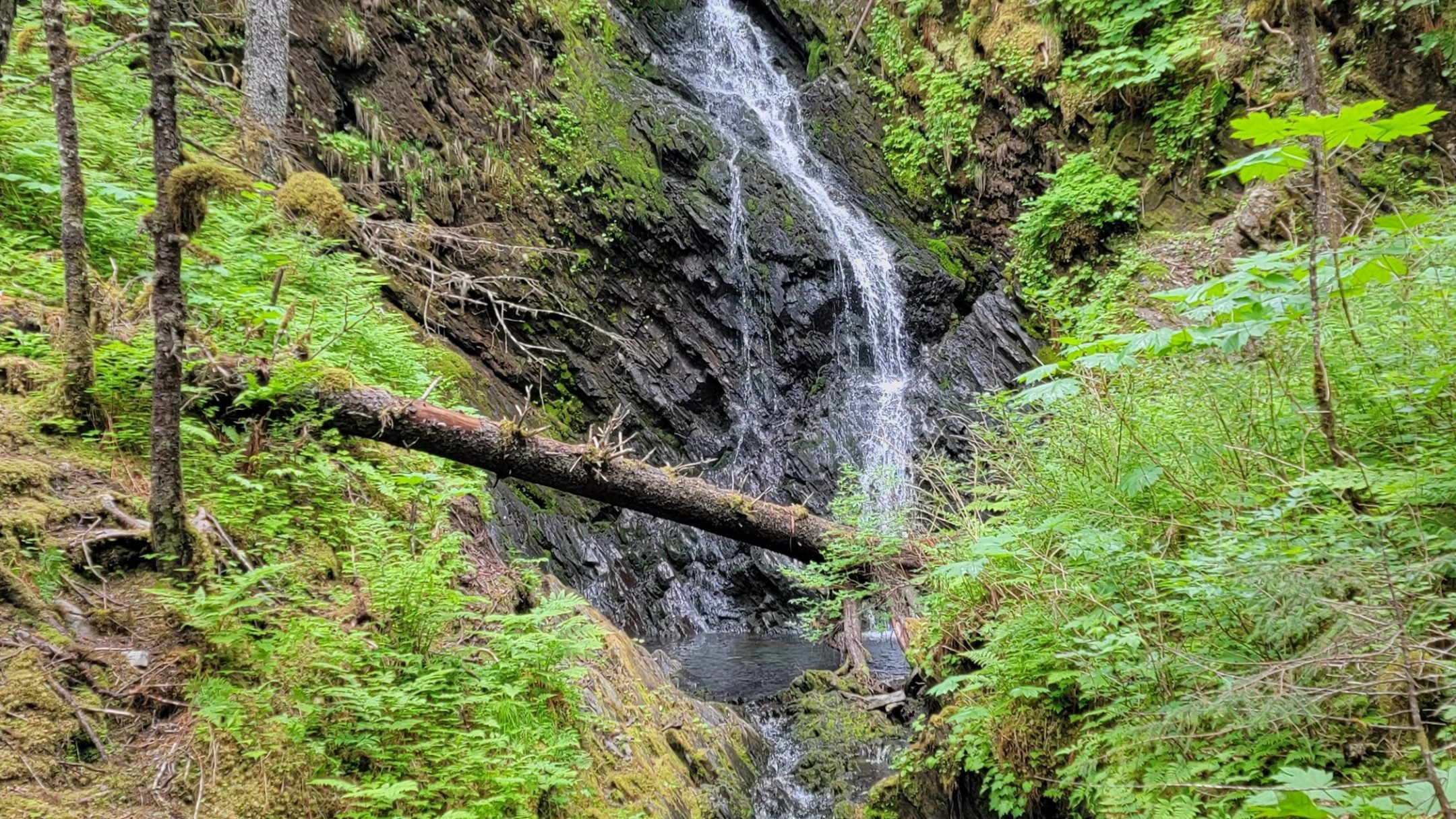 a river running through a forest