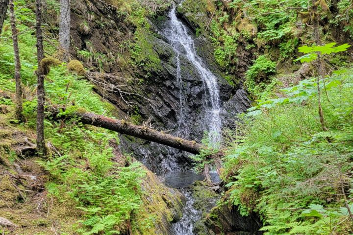 a river running through a forest