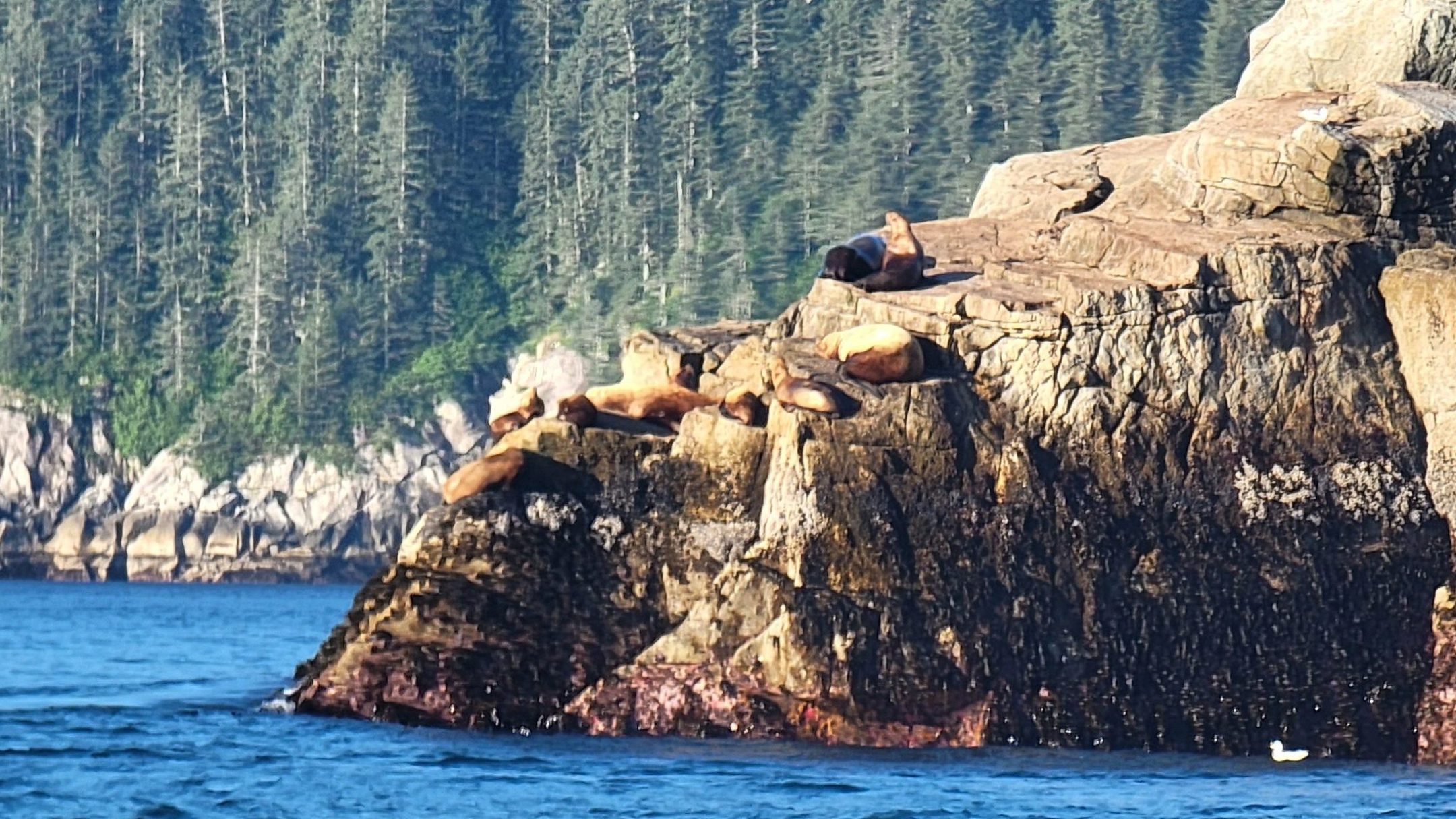 Sea lions sleeping on top of the rocks with the mountains in the background